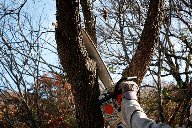 How Our Tree Care Process Works  in  Yeagertown, PA